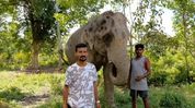 'Let Mangal Singh live': Activists seek Kaziranga treatment for injured tusker 'Let Mangal Singh live': Activists seek Kaziranga treatment for injured tusker