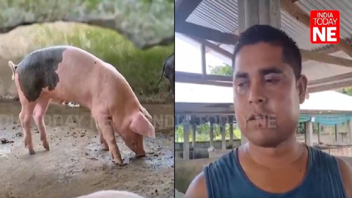 African Swine Fever Outbreak in Assam: Kaliabor Farmer Suffers Significant Losses