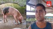 African Swine Fever reaches Assam's Kaliabor, farmer loses livestock worth nearly Rs 20 lakh African Swine Fever reaches Assam's Kaliabor, farmer loses livestock worth nearly Rs 20 lakh