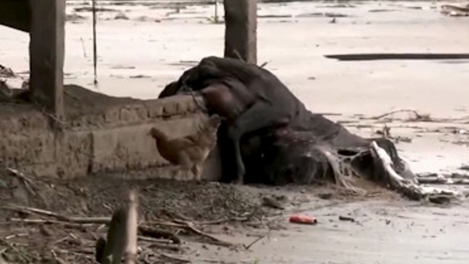 Assam floods: Cattle deaths leave Sivasagar’s Nepali Khuti residents staring at livelihood crisis
