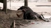 Assam floods: Cattle deaths leave Sivasagar’s Nepali Khuti residents staring at livelihood crisis Assam floods: Cattle deaths leave Sivasagar’s Nepali Khuti residents staring at livelihood crisis
