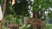 Assam: Elephant herd on the move through Kheroni villages, residents fear crop damage Assam: Elephant herd on the move through Kheroni villages, residents fear crop damage