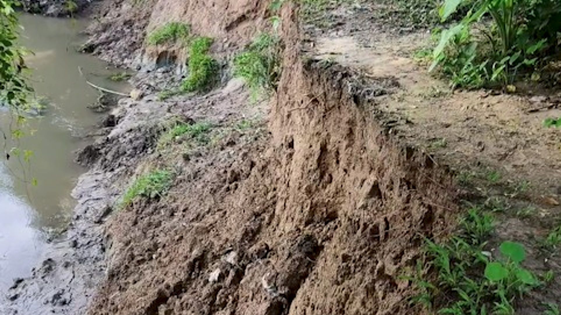 Missa Juri erosion threatens Bamuni villages in Assam's Kaliabor, hundreds of bighas of paddy fields inundated