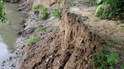 Missa Juri erosion threatens Bamuni villages in Assam's Kaliabor, hundreds of bighas of paddy fields inundated Missa Juri erosion threatens Bamuni villages in Assam's Kaliabor, hundreds of bighas of paddy fields inundated