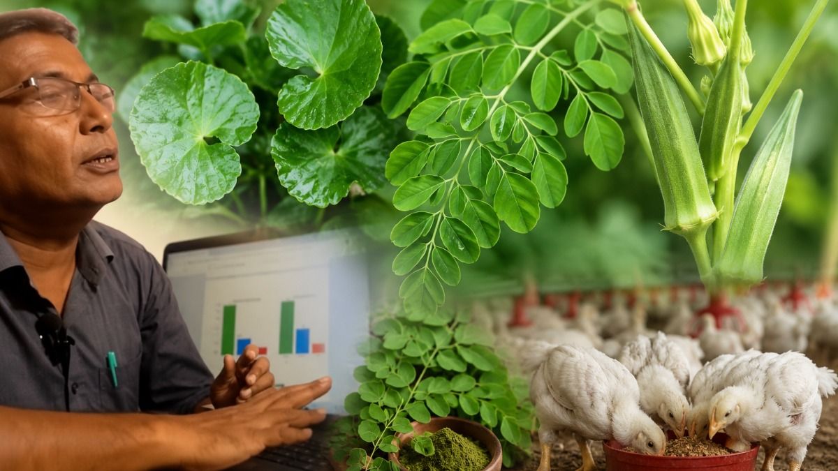 Moringa, wild okra and Indian pennywort hold commercial potential in Assam: Expert