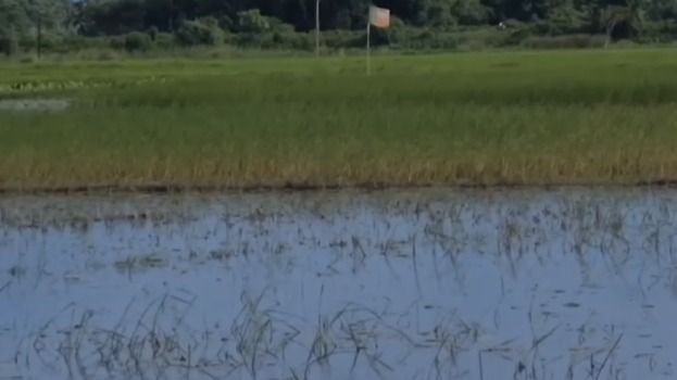 Waterlogging damages winter paddy across hundreds of hectares in Assam’s Kaliabor