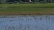 Waterlogging damages winter paddy across hundreds of hectares in Assam’s Kaliabor Waterlogging damages winter paddy across hundreds of hectares in Assam’s Kaliabor