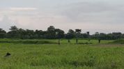 Assam: Illegal hunting of wild birds reported in Nagaon’s Bhakat Gaon Assam: Illegal hunting of wild birds reported in Nagaon’s Bhakat Gaon
