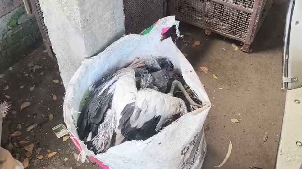 62 snail-eating birds killed, 68 injured in storm in Assam's Jorhat