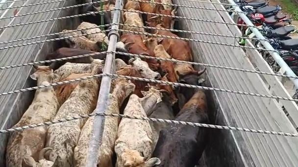 30 cattle seized from truck in Assam’s Kaliabor, three detained