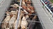 30 cattle seized from truck in Assam’s Kaliabor, three detained 30 cattle seized from truck in Assam’s Kaliabor, three detained