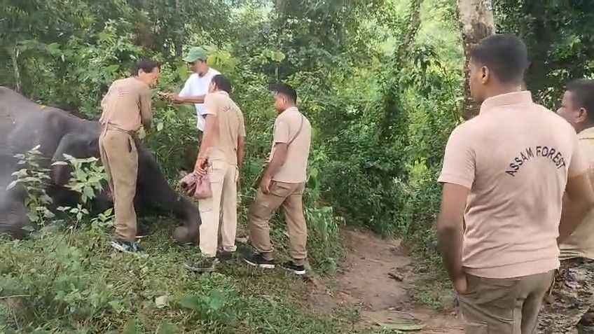 Elephant found dead near Assam-Karbi Anglong border, bullet marks raise poaching suspicion