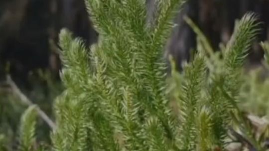 Climate change threatens Kaliabor’s biodiversity, several varieties of fiddlehead fern (Dhekia) disappear