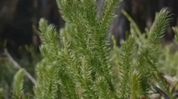 Climate change threatens Kaliabor’s biodiversity, several varieties of fiddlehead fern (Dhekia) disappear Climate change threatens Kaliabor’s biodiversity, several varieties of fiddlehead fern (Dhekia) disappear