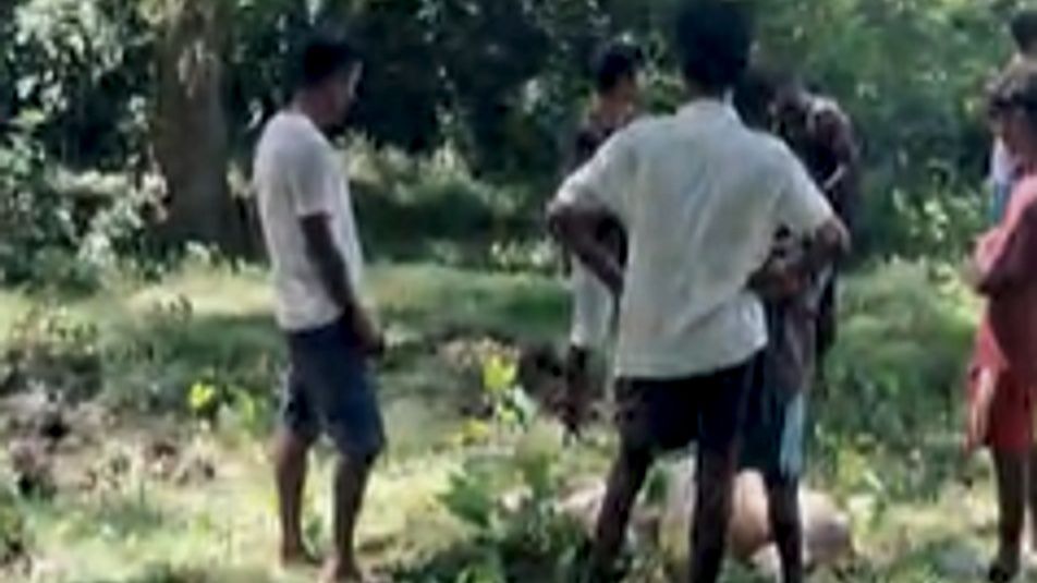 Tiger kills cattle near NH-715 along Kaziranga National Park