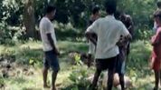 Tiger kills cattle near NH-715 along Kaziranga National Park Tiger kills cattle near NH-715 along Kaziranga National Park
