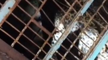 Assam: Leopard trapped in Tingkhong village after 18 months of livestock attacks