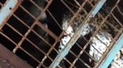 Assam: Leopard trapped in Tingkhong village after 18 months of livestock attacks Assam: Leopard trapped in Tingkhong village after 18 months of livestock attacks