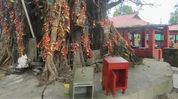 Theft reported at historic Bageshwari Temple in Assam’s Bongaigaon Theft reported at historic Bageshwari Temple in Assam’s Bongaigaon
