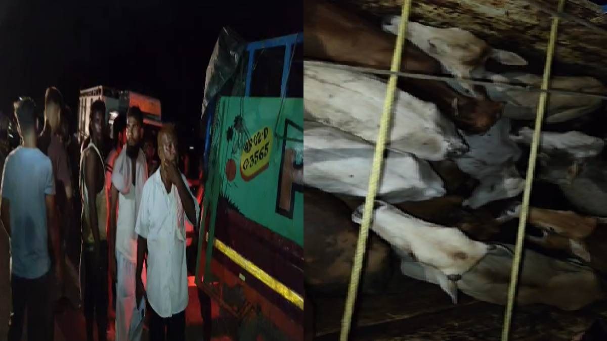 Assam: 65 cattle-laden vehicles seized in Nagaon after late-night police operation
