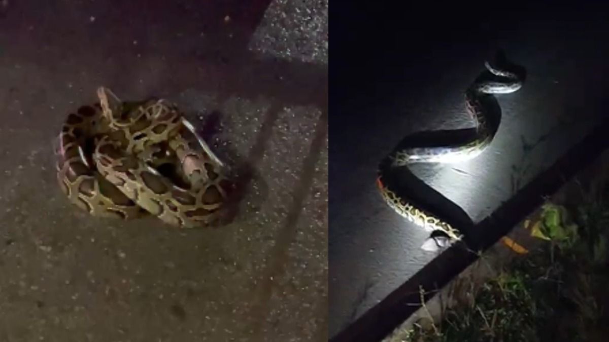 10-foot python rescued from roadside along NH-17 in Assam’s Boko