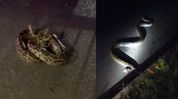 10-foot python rescued from roadside along NH-17 in Assam’s Boko 10-foot python rescued from roadside along NH-17 in Assam’s Boko