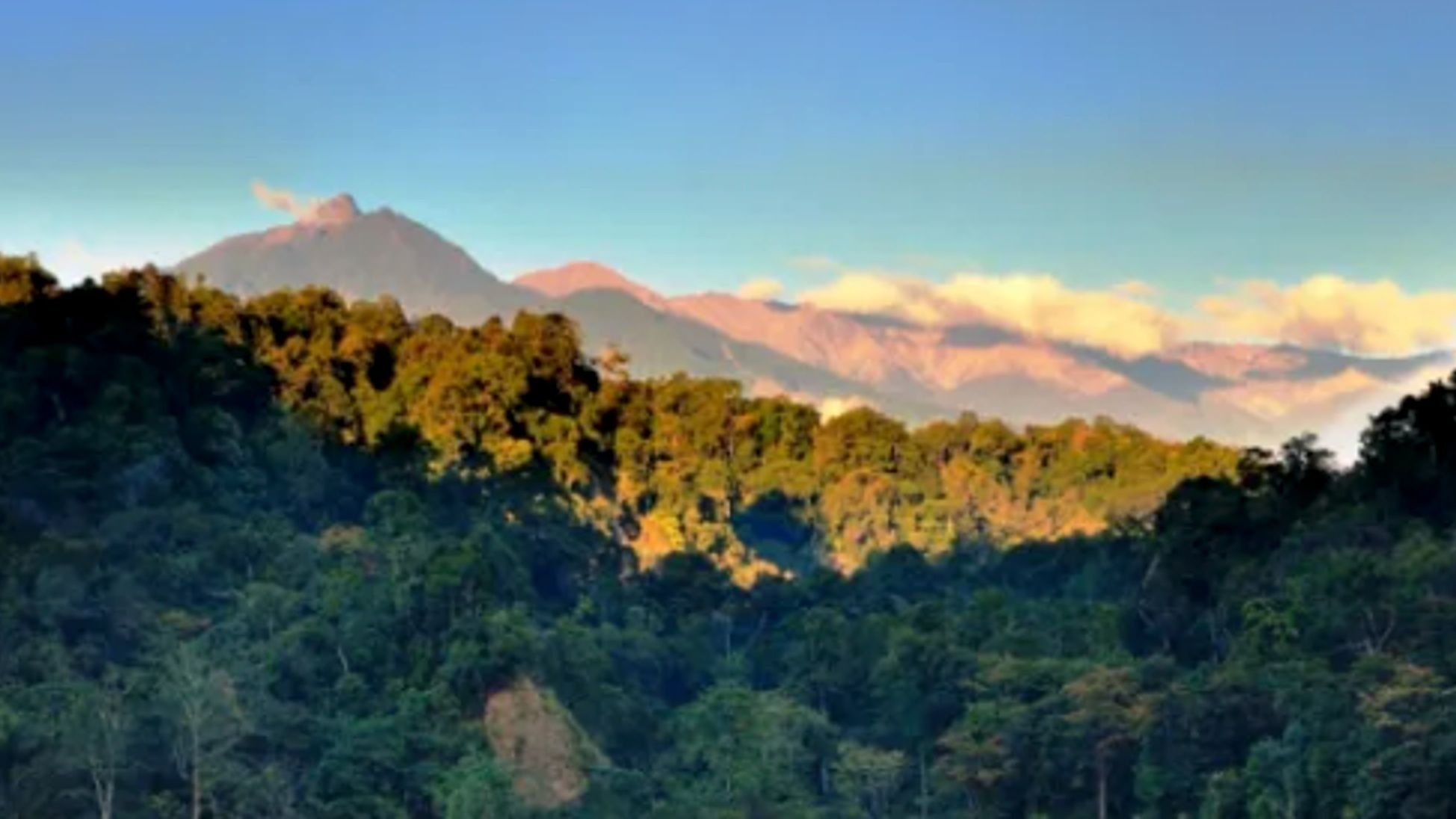 Rs 534-crore wildlife safari and rescue centre planned in Assam’s Tingkhong