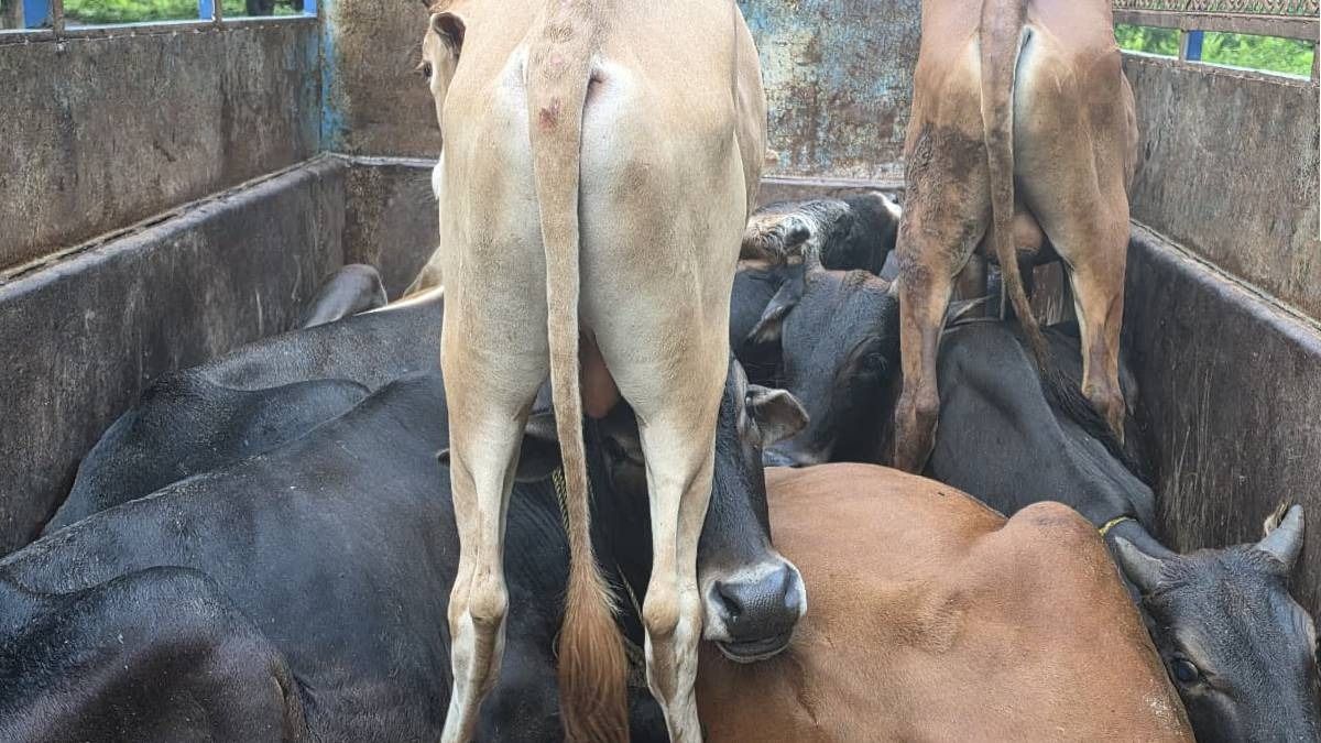 Guwahati: 19 cattle seized, four vehicles impounded in Boko anti-smuggling operation