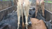 Guwahati: 19 cattle seized, four vehicles impounded in Boko anti-smuggling operation Guwahati: 19 cattle seized, four vehicles impounded in Boko anti-smuggling operation