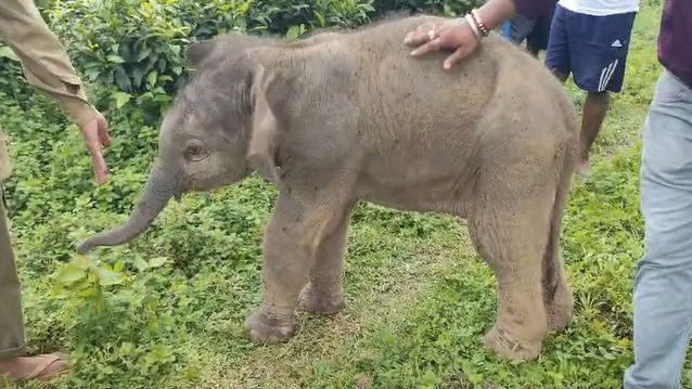 A village comes together to rescue elephant calf in Assam's Kaliabor