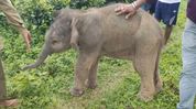 A village comes together to rescue elephant calf in Assam's Kaliabor A village comes together to rescue elephant calf in Assam's Kaliabor