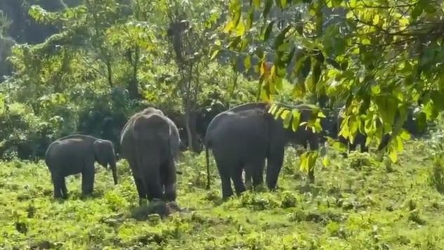 Female elephant Durga shifted from Assam’s Manas to Kerala, nature lovers raise concerns