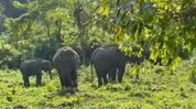 Female elephant Durga shifted from Assam’s Manas to Kerala, nature lovers raise concerns Female elephant Durga shifted from Assam’s Manas to Kerala, nature lovers raise concerns