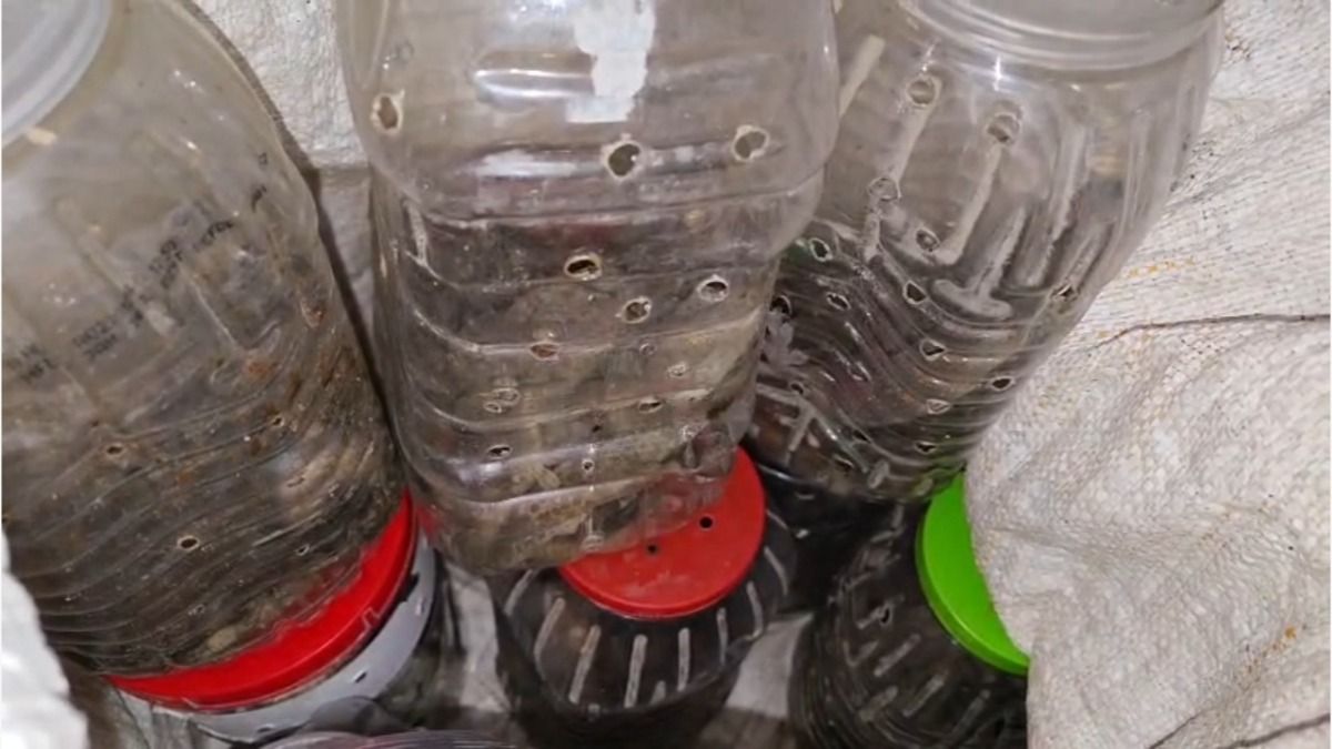 86 rare gecko lizards rescued along Assam-Nagaland border, 2 held