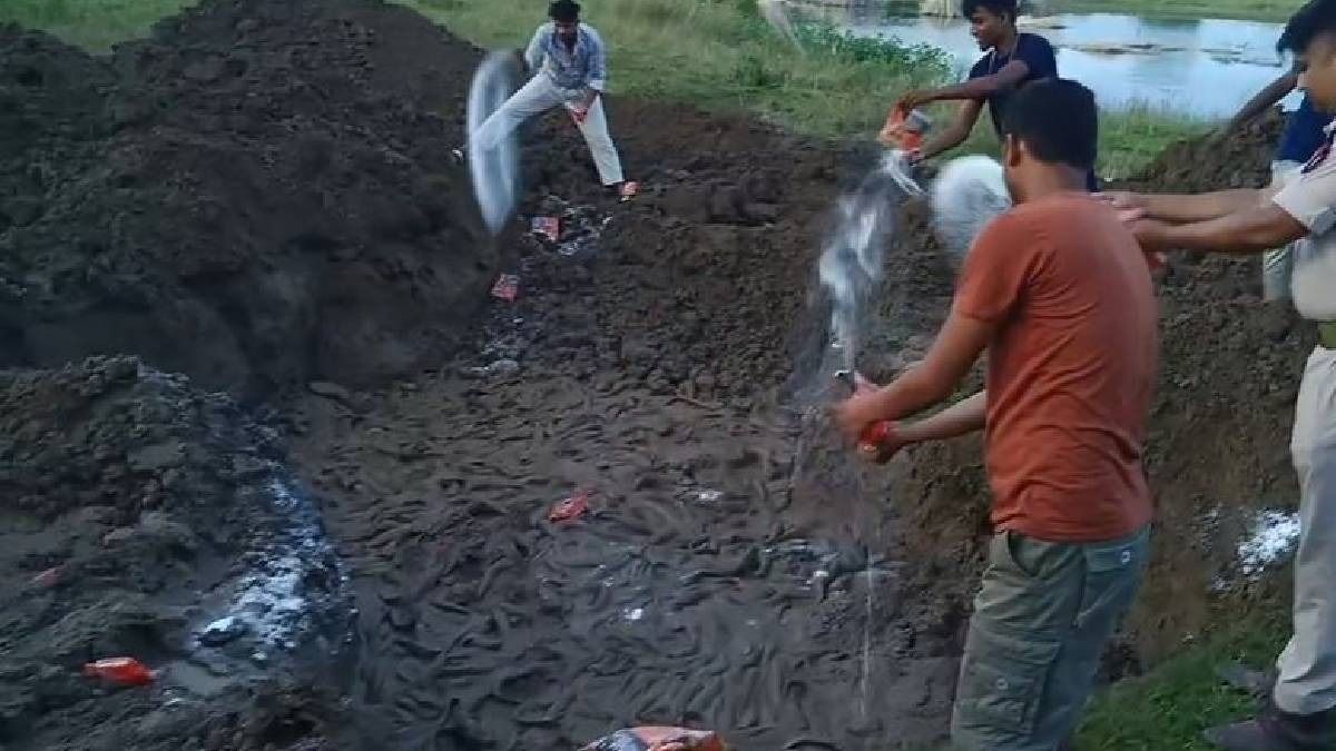 Assam: 1200 quintals of banned Thai Catfish seized in Nagaon, destroyed by fisheries department