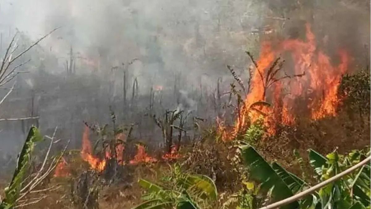 Manipur recorded around 6,000 forest fire incidents last year: Official