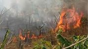 Manipur recorded around 6,000 forest fire incidents last year: Official Manipur recorded around 6,000 forest fire incidents last year: Official
