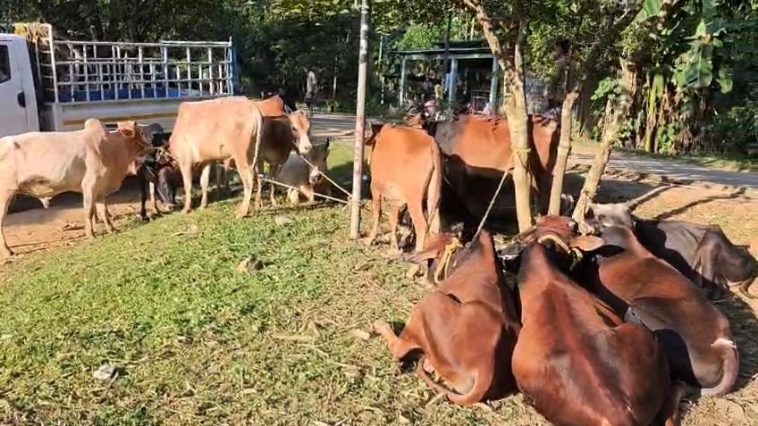 Assam-Meghalaya border: Boko police rescue 40 cattle, four suspects flee