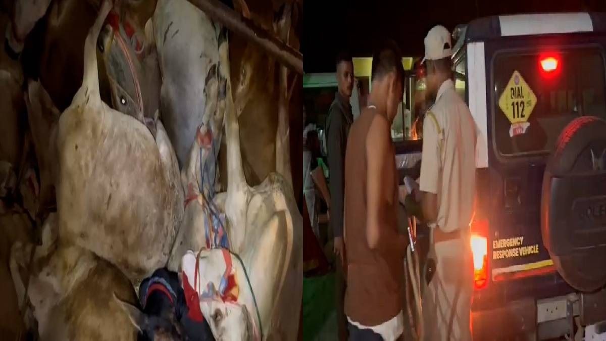 Assam: 30 cattle rescued from concealed truck compartment in Kaliabor, driver arrested