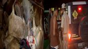 Assam: 30 cattle rescued from concealed truck compartment in Kaliabor, driver arrested Assam: 30 cattle rescued from concealed truck compartment in Kaliabor, driver arrested