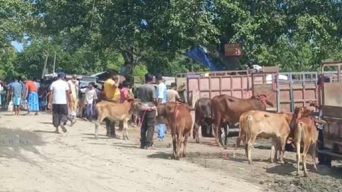 Assam: Stolen cattle allegedly sold at Nagaon market, complainant seeks impartial probe