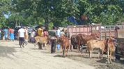 Assam: Stolen cattle allegedly sold at Nagaon market, complainant seeks impartial probe Assam: Stolen cattle allegedly sold at Nagaon market, complainant seeks impartial probe