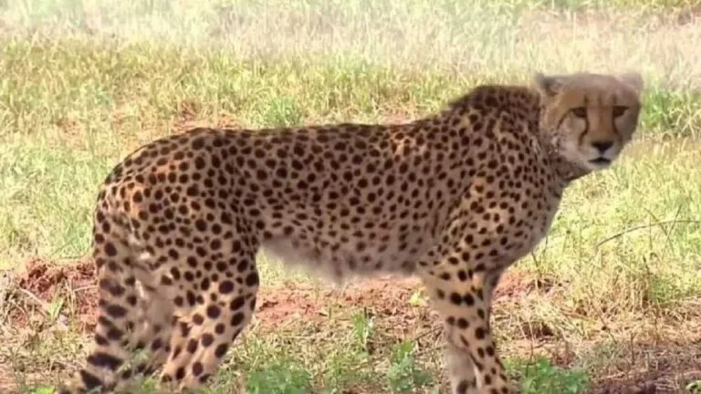 Kuno National Park sheopur news mp news Namibian Cheetahs Bhopal News