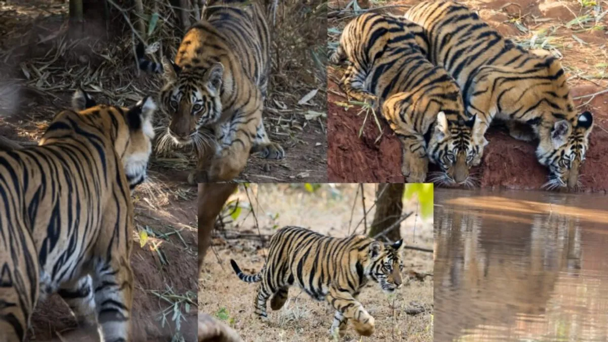 बांधवगढ़ नेशनल पार्क: खितौली की रानी तारा बाघिन शावकों के साथ दिखी, पर्यटक हुए रोमांचित Bandhavgarh National Park, MP News, Tara Tigress
