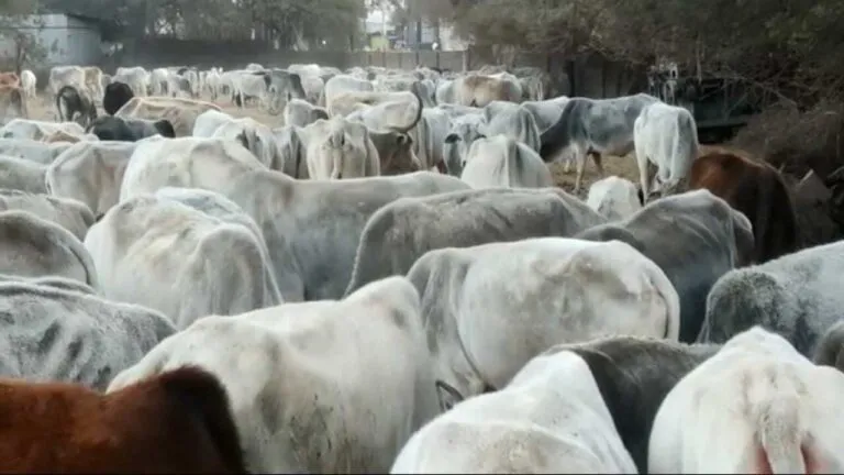 Rajgarh News mp news mistreatment of animals Severe cold in MP