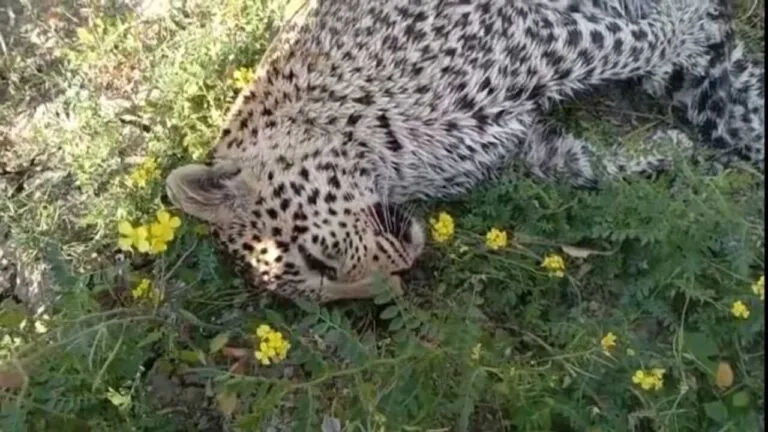 mp news panna news Panna Tiger Reserve panther hunting