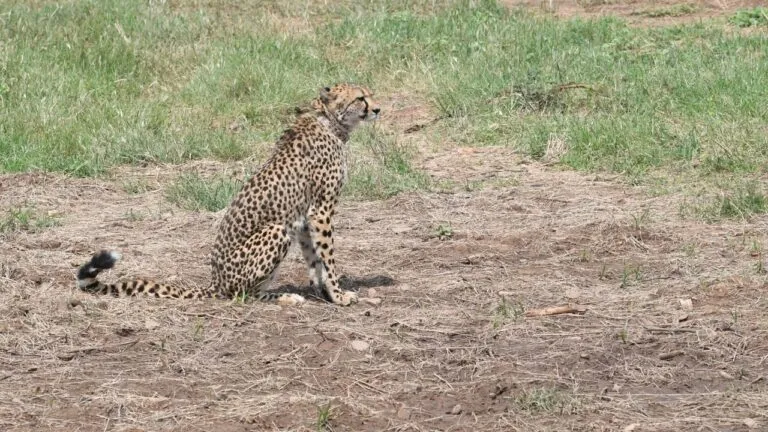sheopur news Kuno National Park sick female cheetah mp news