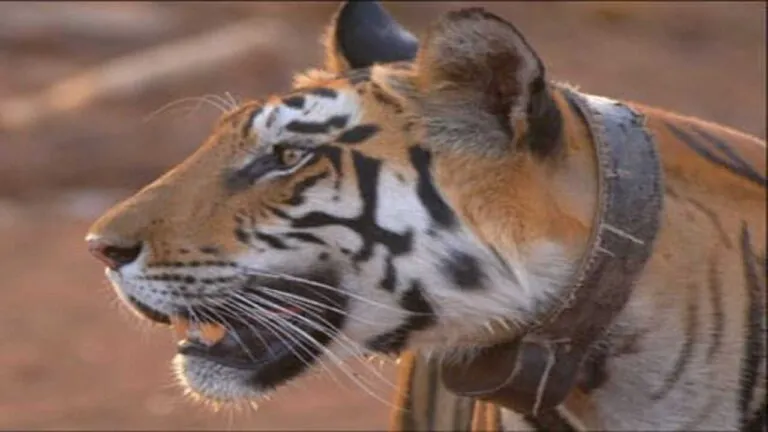 mp news Panna News Panna Tiger Reserve Tigress T-1
