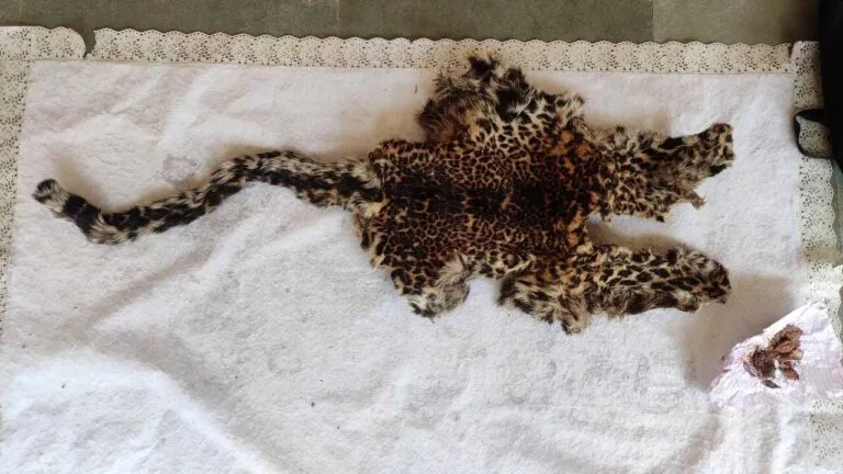 Mandla Forest Department Mandla News panther hunting leopard skin mandla crime news