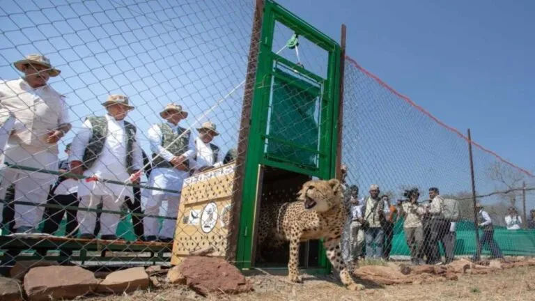 South Africa 12 Cheetah Kuno National Park mp news sheopur news Cheetah Rehabilitation